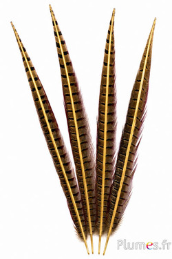 Feldfasan goldener Kiel - 35-45 cm - natur